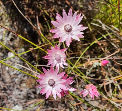 Syncarpha canescens, photographed by Corli du Toit Smith