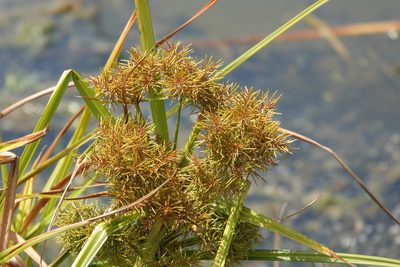 Cyperus odoratus, photographed by Claire Herzog