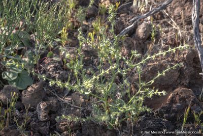 Pectocarya setosa, photographed by Tim Messick