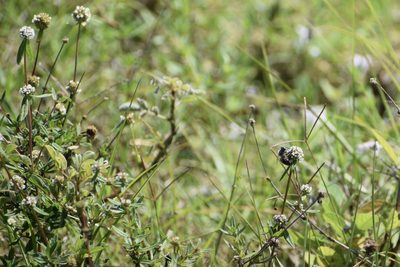Spermacoce verticillata, photographed by Neli Kanonerova