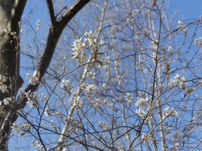 Amelanchier arborea, photographed by Sylvia Scharf