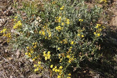 Senecio pterophorus, photographed by Tony Rebelo