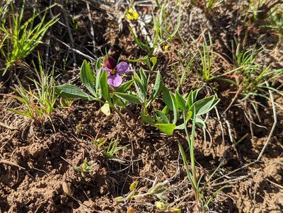 Viola trinervata, photographed by John A Haskins