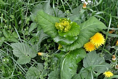 Smyrnium perfoliatum, photographed by Petr Harant