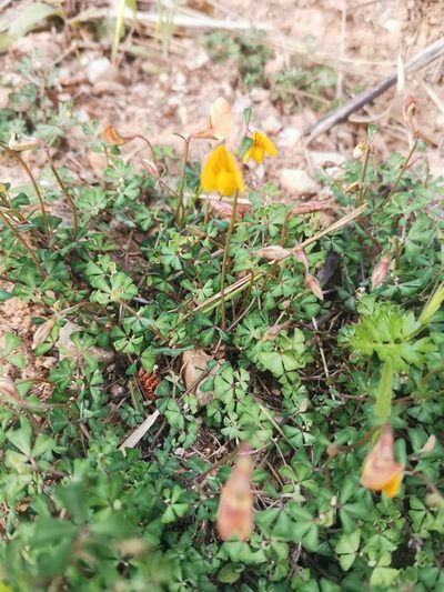 Lotus tetraphyllus, photographed by Roland Godon
