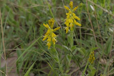 Genista germanica, photographed by Nico