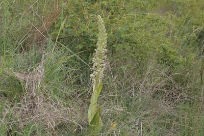Himantoglossum hircinum, photographed by Nico