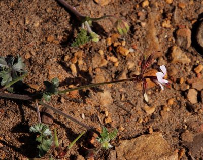 Pelargonium candicans, photographed by Tony Rebelo