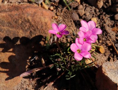 Oxalis polyphylla, photographed by Tony Rebelo