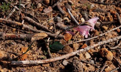 Gladiolus brevifolius, photographed by Tony Rebelo
