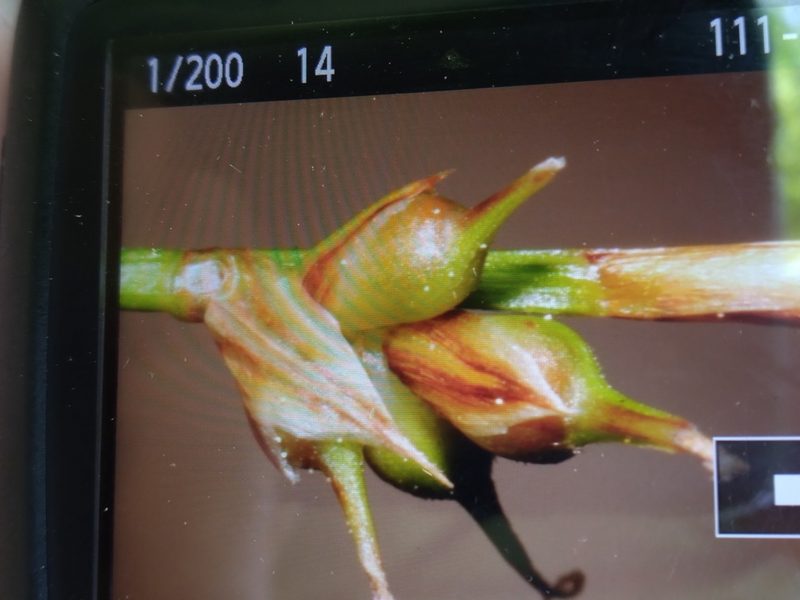 Carex austrolucorum, photographed by Scott Ward