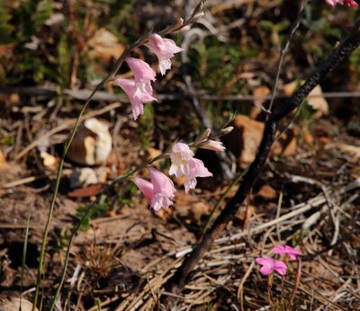 Gladiolus brevifolius, photographed by Tony Rebelo