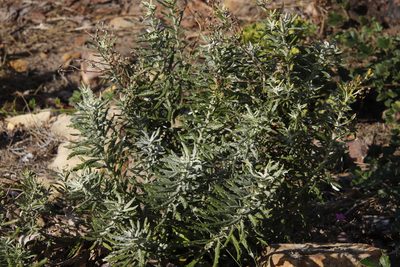 Senecio pterophorus, photographed by Tony Rebelo