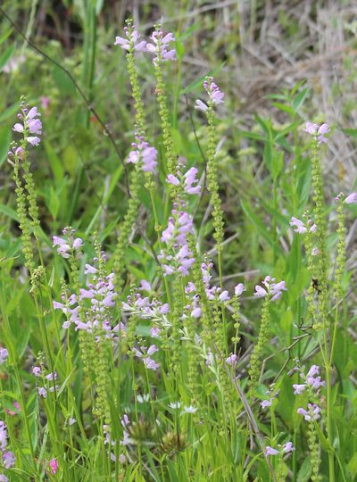 Physostegia intermedia, photographed by Mimi Posey