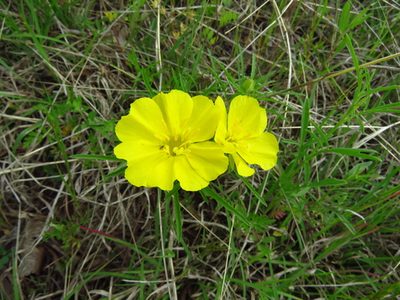 Oenothera capillifolia, photographed by Annika Lindqvist