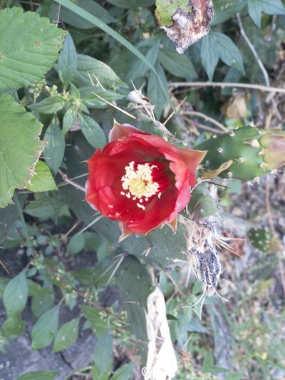 Opuntia elatior, photographed by Kent P. McFarland
