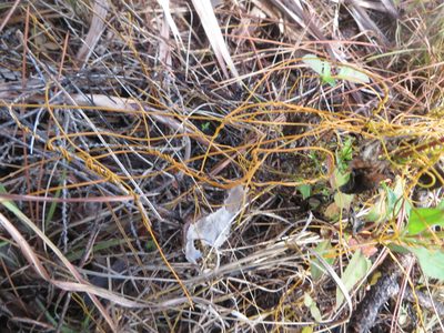 Cassytha filiformis, photographed by Ben Machado