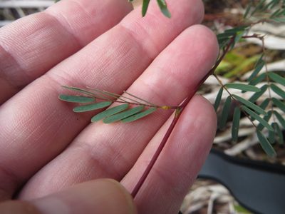 Chamaecrista fasciculata, photographed by Ben Machado