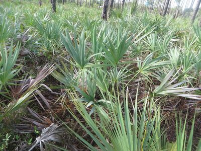 Serenoa repens, photographed by Ben Machado
