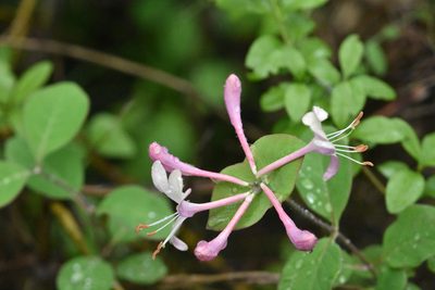 Lonicera caprifolium, photographed by Марина Садыкова