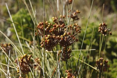 Bobartia indica, photographed by Tony Rebelo