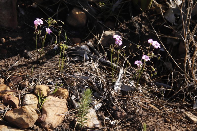 Oxalis bifida, photographed by Tony Rebelo