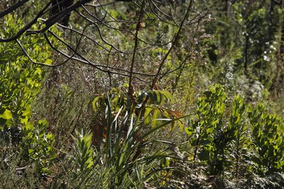 Melianthus major, photographed by Tony Rebelo