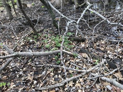 Pachysandra terminalis, photographed by Mike B