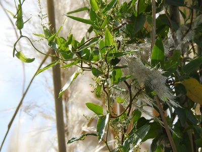 Muehlenbeckia sagittifolia, photographed by Eduardo Luis Beltrocco