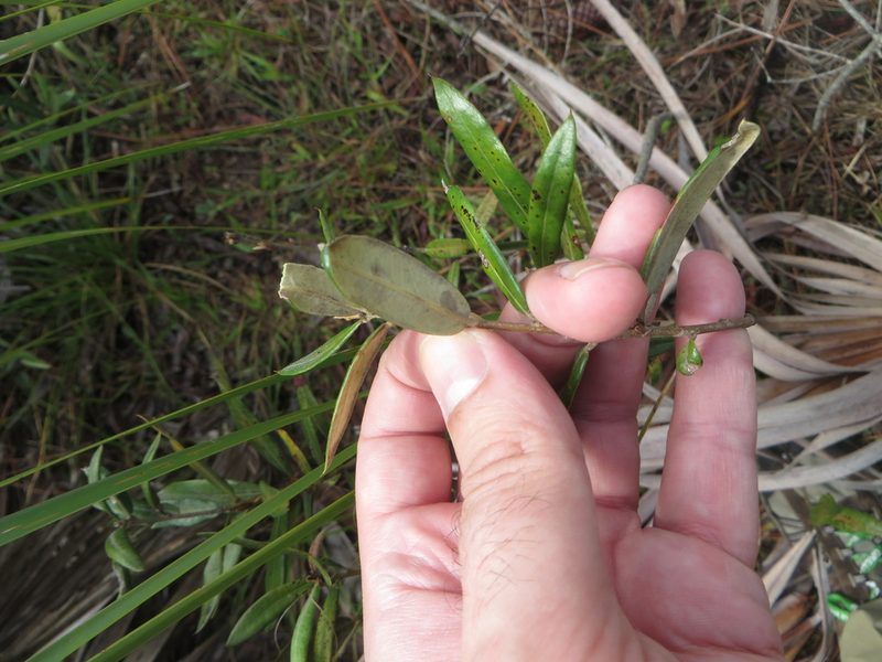 Quercus pumila, photographed by Ben Machado
