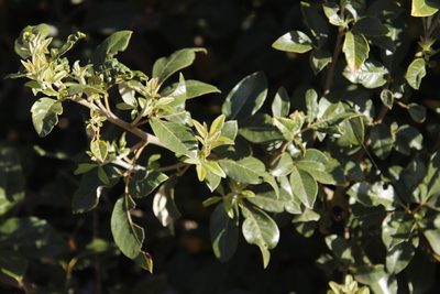 Searsia tomentosa, photographed by Tony Rebelo