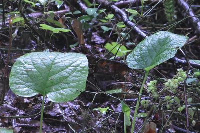 Trachystemon orientalis, photographed by Марина Садыкова
