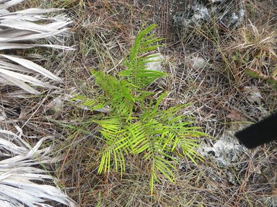 Zamia integrifolia, photographed by Ben Machado