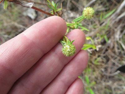 Spermacoce verticillata, photographed by Ben Machado