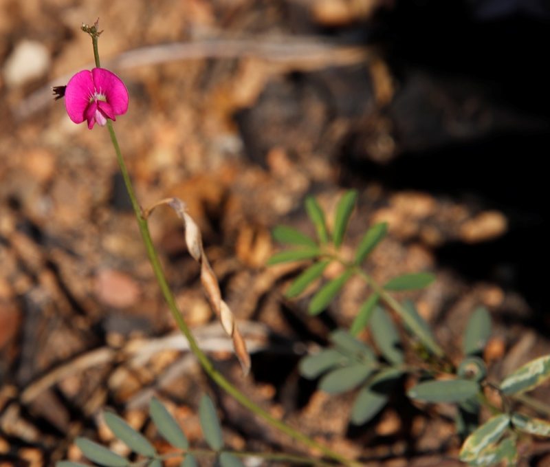 Tephrosia capensis, photographed by Tony Rebelo