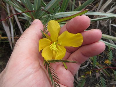 Chamaecrista fasciculata, photographed by Ben Machado