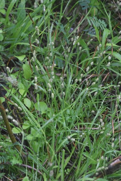 Carex grioletii, photographed by Марина Садыкова