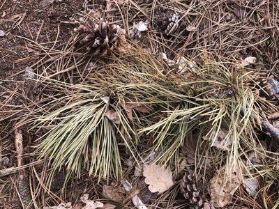 Pinus nigra, photographed by Pavel Kacl