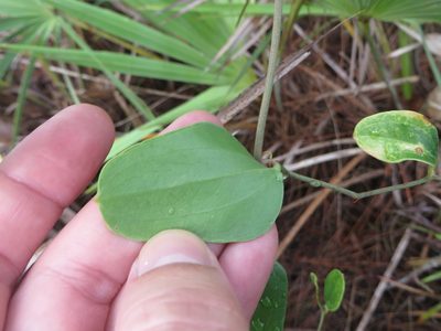 Smilax auriculata, photographed by Ben Machado
