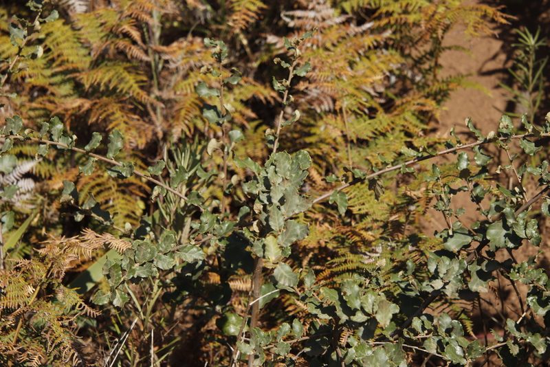 Quercus suber, photographed by Tony Rebelo