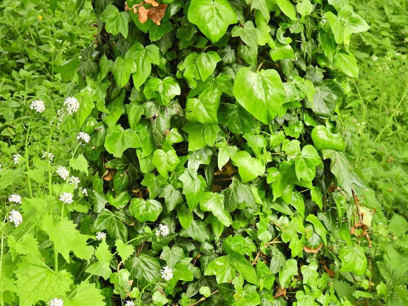 Hedera colchica, photographed by Susan Marley