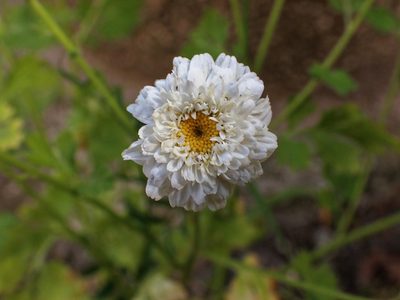 Tanacetum parthenium, photographed by Donald Davesne