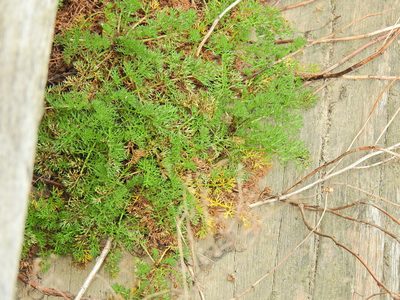 Tripleurospermum maritimum, photographed by Susan Marley