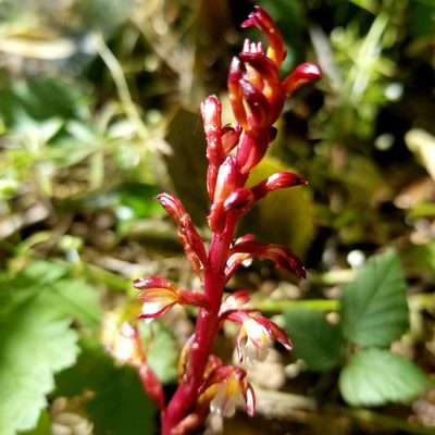 Corallorhiza maculata, photographed by Jonathan Curley