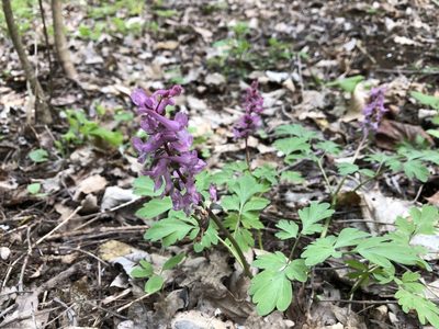 Corydalis cava, photographed by Pavel Kacl