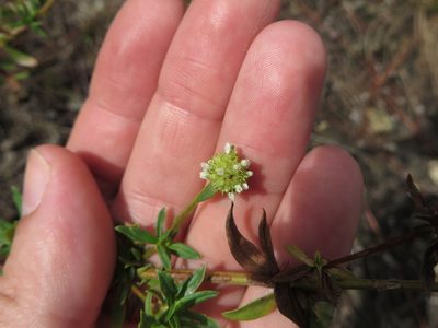 Spermacoce verticillata, photographed by Ben Machado