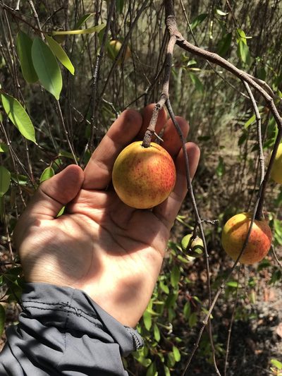 Hancornia speciosa, photographed by vitordematos12