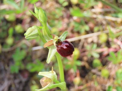 Ophrys sphegodes, photographed by carabus123