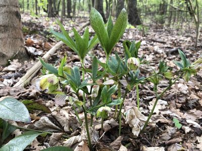 Helleborus orientalis, photographed by Pavel Kacl
