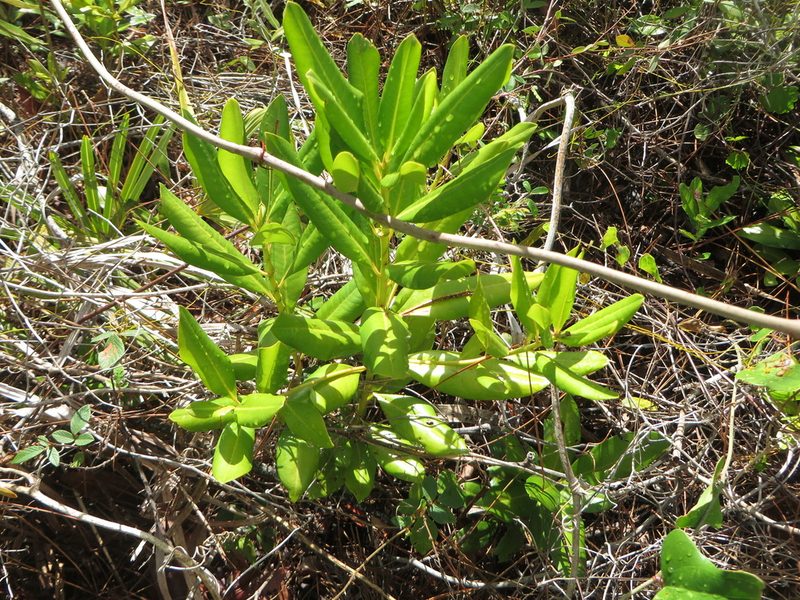 Myrsine cubana, photographed by Ben Machado